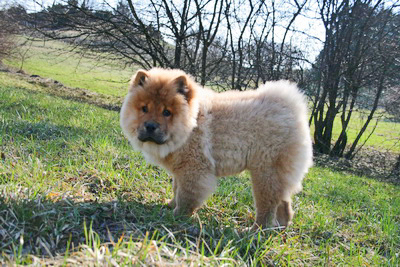 Evolution "physique" de vos chiens - Page 11 Img_1710