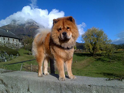 Evolution "physique" de vos chiens - Page 11 Mi1a10