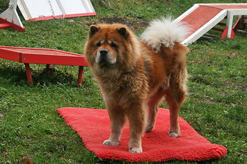 Evolution "physique" de vos chiens - Page 11 Mi910