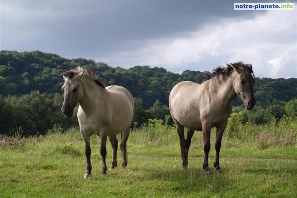 Box de Wild Konik_11