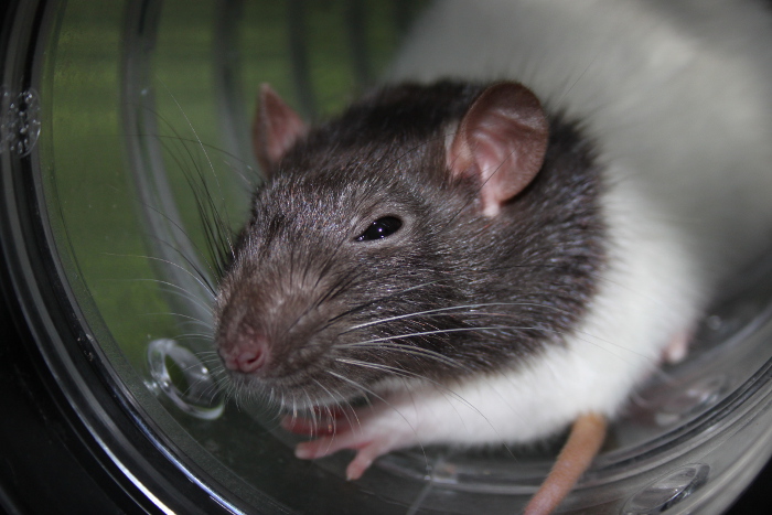 4 rats (1 mâle castré et 3 femelles) à adopter - département 45 Img_1710