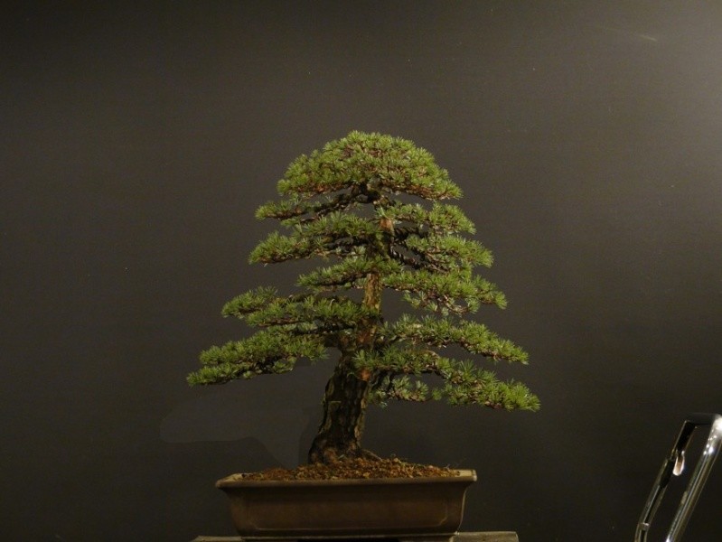 Pinus sylvestris 2003 - restyling Pinus11