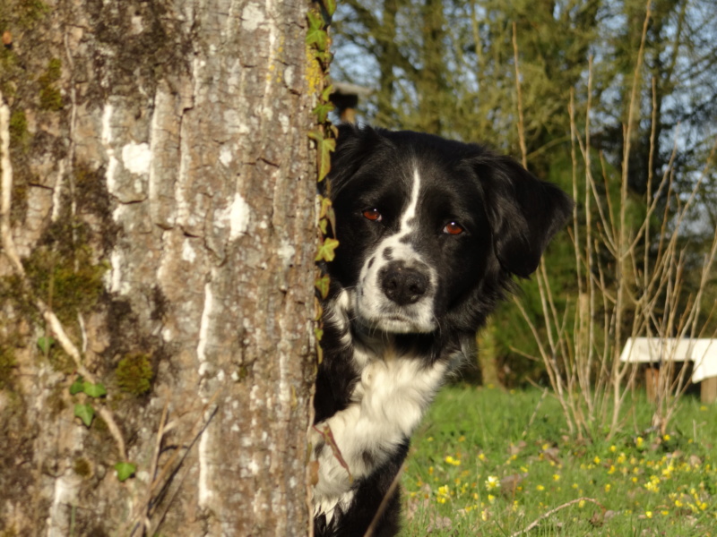 FALINE - Femelle X Border Collie - 18 mois Dsc06046