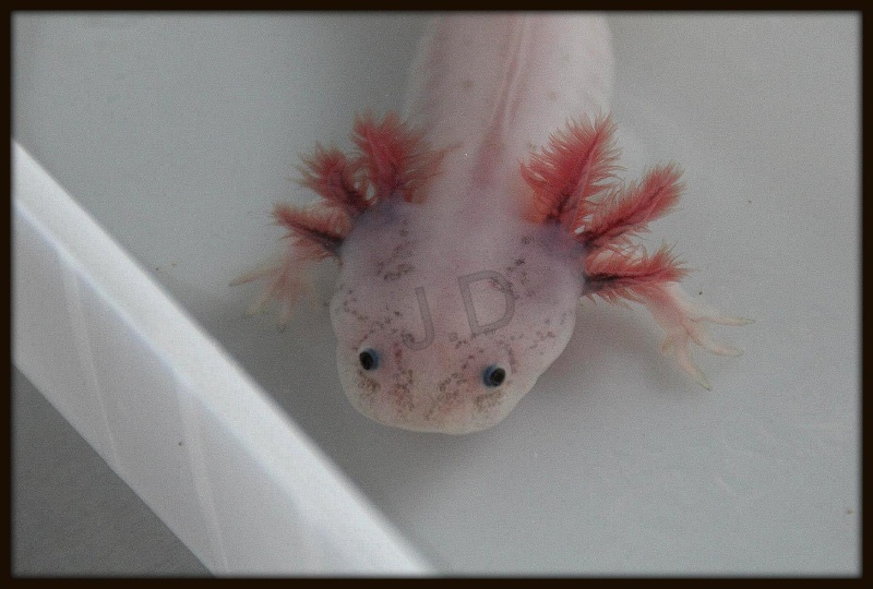 axolotl 17735910