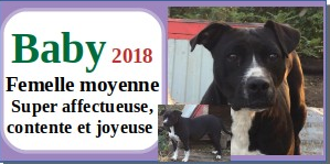 SERBIE - INFOS + CHIENS PRETS A RENTRER - Etat au 19 novembre 2023 Baby10
