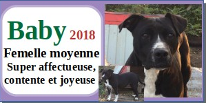 serbie - CHIENS A L ADOPTION    - SERBIE   - REFUGE DE BELLA - Etat au 18  04 2024 - Page 18 Baby10