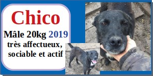 SERBIE - INFOS + CHIENS PRETS A RENTRER - Etat au 19 novembre 2023 Chico10