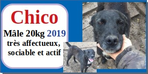 serbie - CHIENS A L ADOPTION    - SERBIE   - REFUGE DE BELLA - Etat au 18  04 2024 - Page 14 Chico10