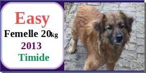 SERBIE - INFOS + CHIENS PRETS A RENTRER - Etat au 19 novembre 2023 Easy10