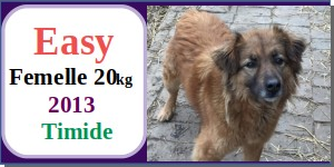 CHIENS A L ADOPTION    - SERBIE   - REFUGE DE BELLA - Etat au 18  04 2024 Easy10