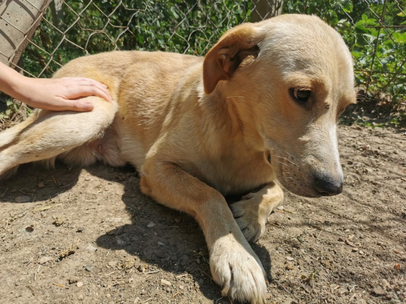 archie - ARCHIE, M-X Golden, né 2018 - Timide et magnifique (BELLA)- Prêt à rentrer en novembre 2020  Img-2098