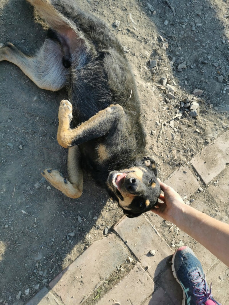 DJOLE, M-X, né env 2017, 15 kg - super chien très affectueux (BELLA) en FA chez Yann (Depart94) Img-2357