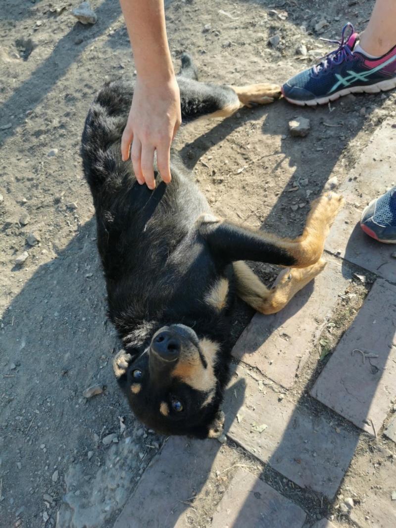 DJOLE, M-X, né env 2017, 15 kg - super chien très affectueux (BELLA) en FA chez Yann (Depart94) Img-2359