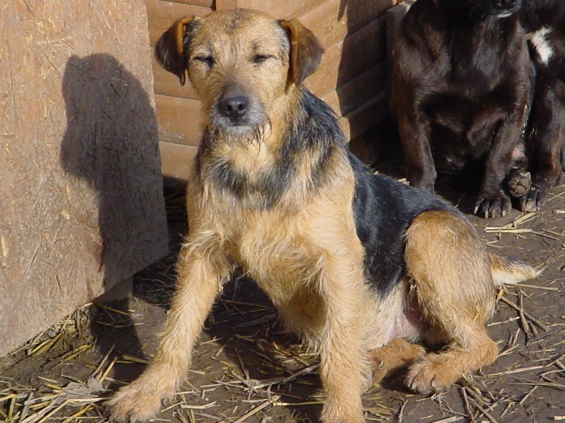 KAYAN, M-X fox terrier, taille moyenne, né 2009 (Etela) - Pris en charge SPA Morée Kayan_10