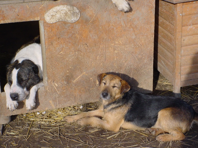 KAYAN, M-X fox terrier, taille moyenne, né 2009 (Etela) - Pris en charge SPA Morée Kayan_12