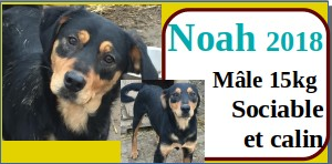 SERBIE - INFOS + CHIENS PRETS A RENTRER - Etat au 19 novembre 2023 Noah10