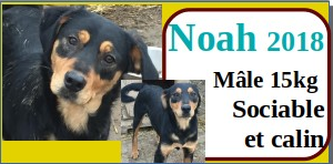 CHIENS A L ADOPTION    - SERBIE   - REFUGE DE BELLA - Etat au 18  04 2024 - Page 14 Noah10