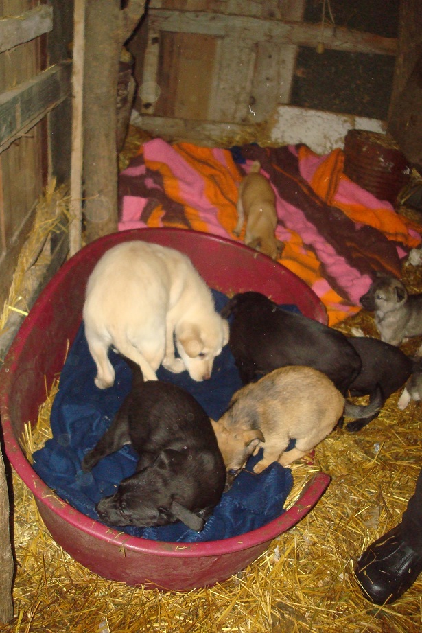 LES URGENCES DE CARMINA Puppie10