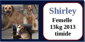 SERBIE - chiens prêts à rentrer (refuge de Bella et pensions) - Etat au 15 aout 2021 Shirle10