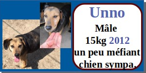 SERBIE - INFOS + CHIENS PRETS A RENTRER - Etat au 19 novembre 2023 Unno11