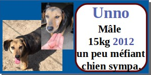 serbie - CHIENS A L ADOPTION    - SERBIE   - REFUGE DE BELLA - Etat au 18  04 2024 - Page 14 Unno11