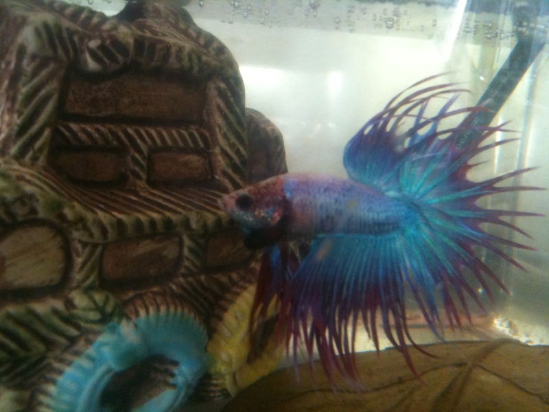 mon nouveau betta Photo10