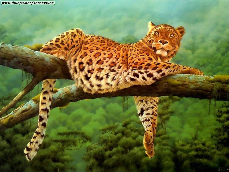 ILUSTRAÇÕES ANIMAIS Leopar10