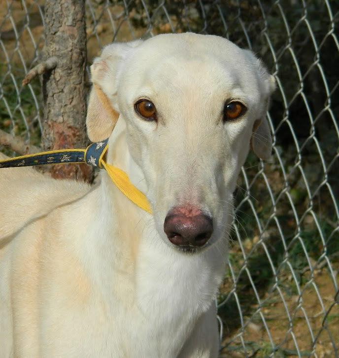 COSETTE - levrier espagnol 3 ans - Asso Galgos France - en fa (41) Cosett10