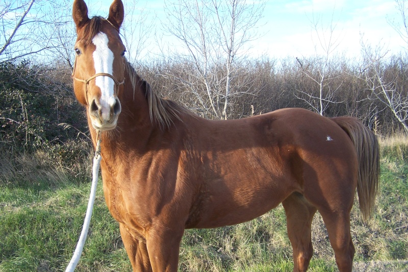 Jument Appaloosa PP née en 2007 ou échange Surpri11