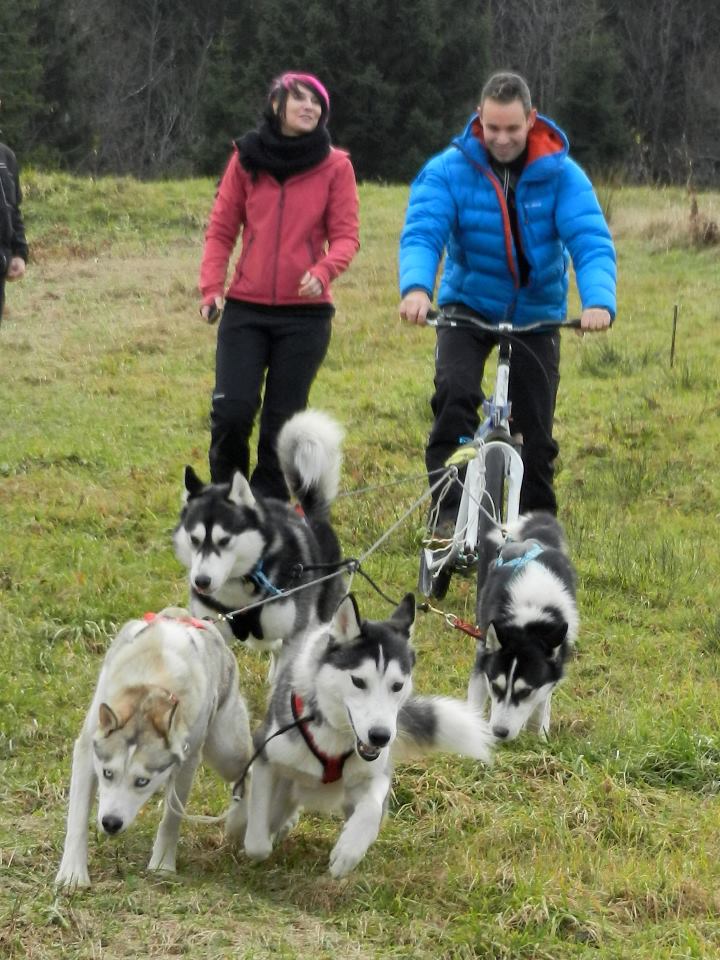 Concours photo de janvier (Chiens à l'attelage sur neige ou sur terre) 15090110