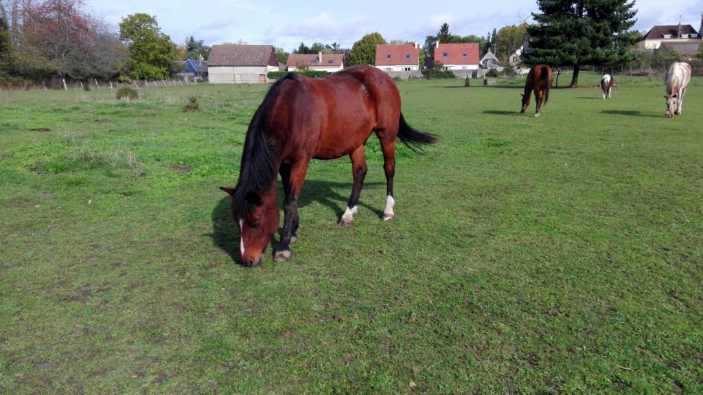 NEIGE - poney née en 2001 - adoptée en octobre 2018 par Stéphanie Img_2021