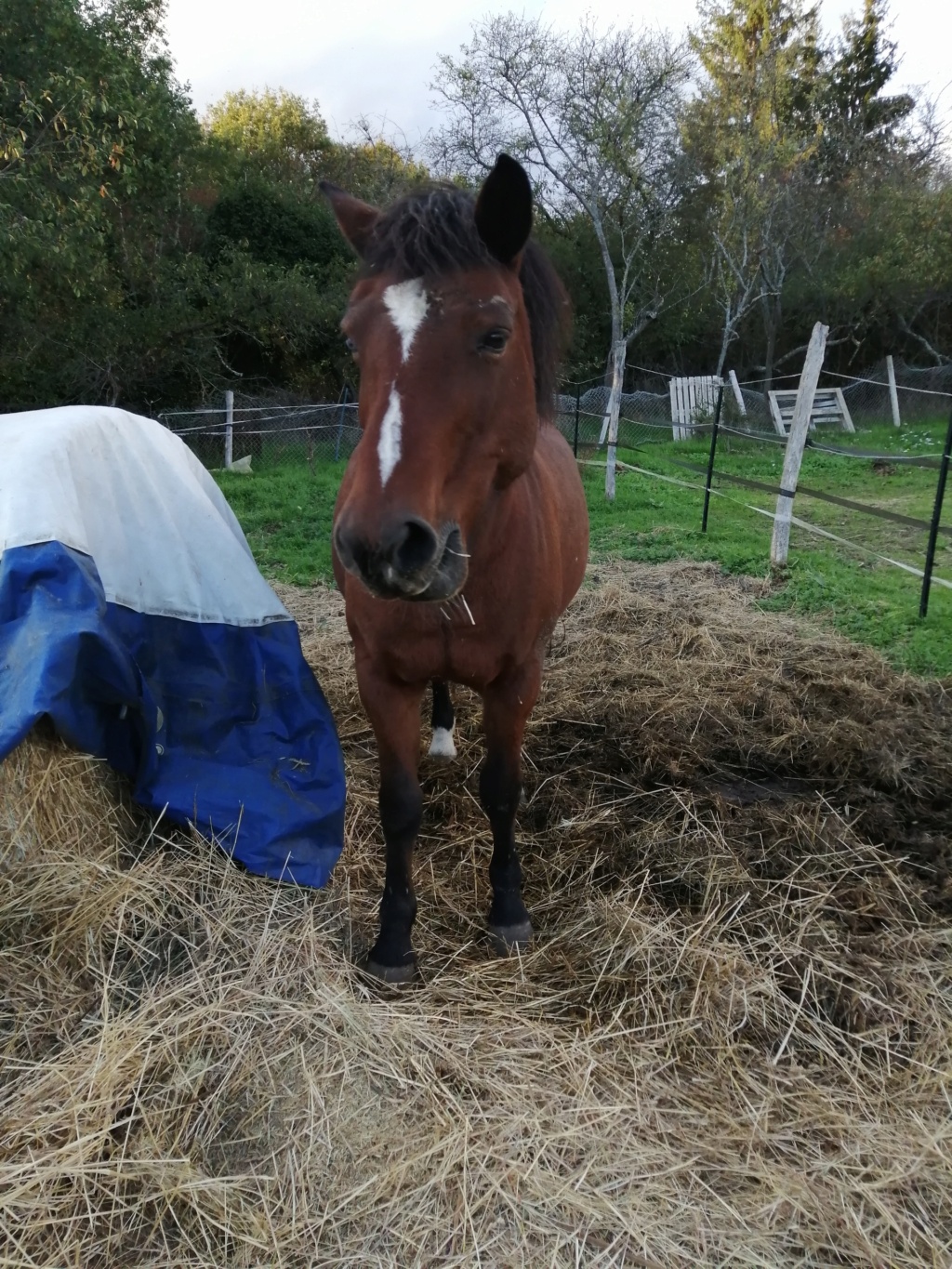 NEIGE - poney née en 2001 - adoptée en octobre 2018 par Stéphanie Img_2057