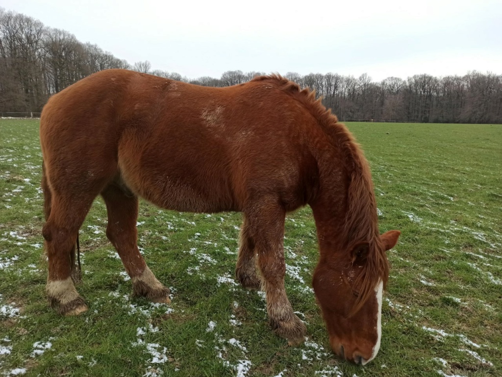 ULYSSE PETIT AUNAY GPLV - Cob Normand né en 2008 - adopté en mai 2013 par Alexandre et Barbara Thumbn21