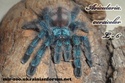 Avicularia versicolor Sam_4310