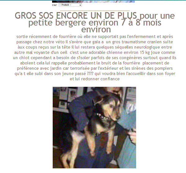 box-72-gaya-croise-beauceron-femelle-1-an Gaya10