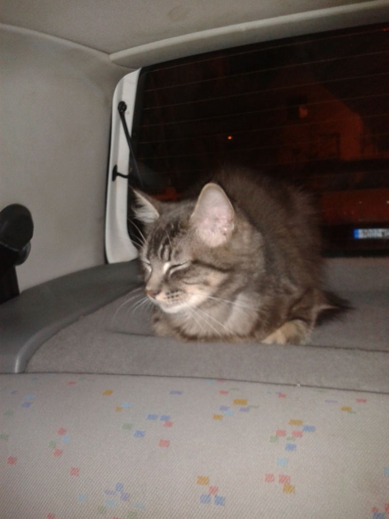 Jeune chat trouvé à Rennes (quartier Bréquigny) 2012-110