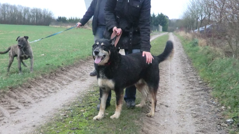 BALOU Husky x Beauceron Mâle né 2005/ pas de chats REF:80 - Page 2 Cimg8531