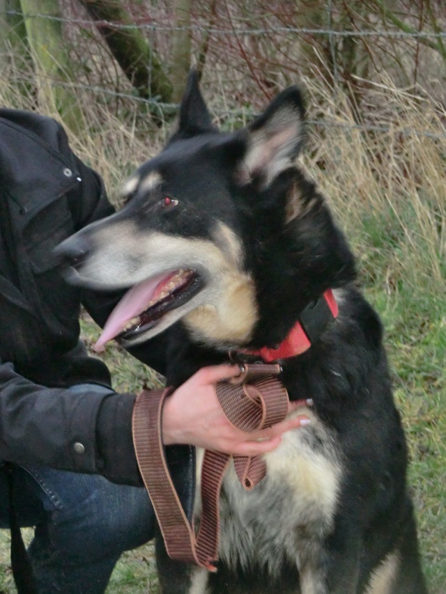 BALOU Husky x Beauceron Mâle né 2005/ pas de chats REF:80 - Page 2 Cimg8535