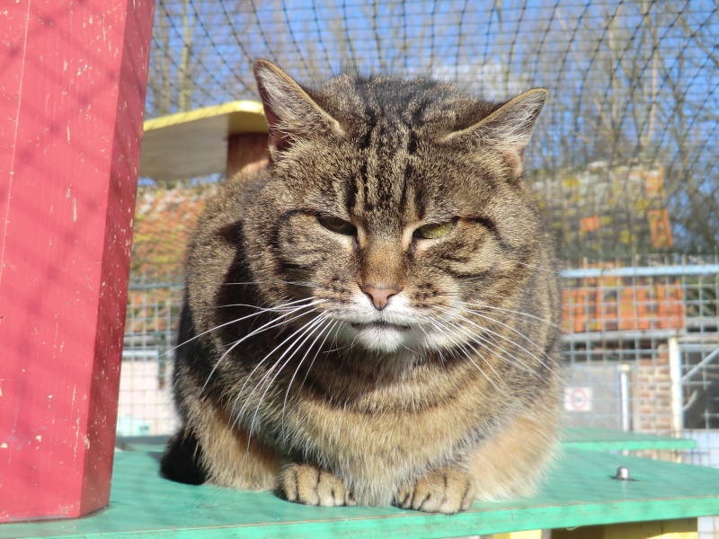 Lupin - Tabby marron - Né en Décembre 2007 Cimg9334