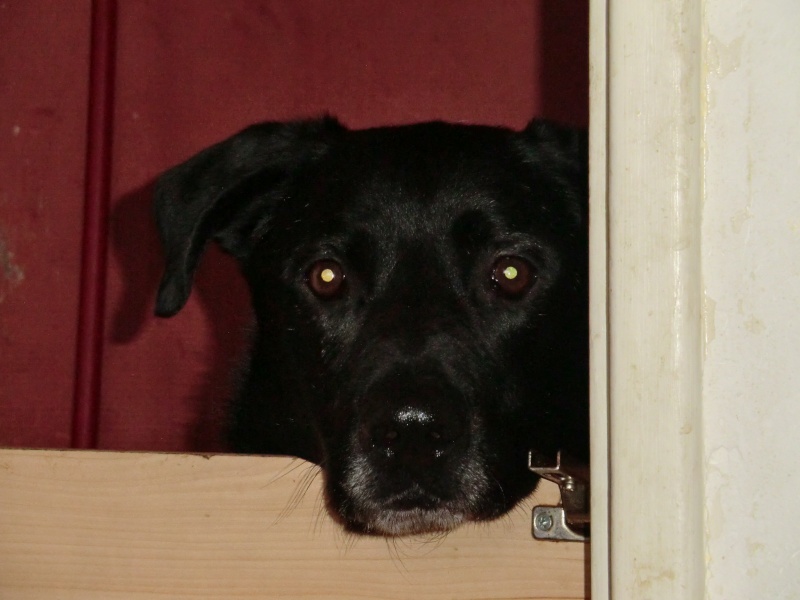 Sheitan - labrador noir - né en 2006 Refuge de Filémon (80) Cimg9610