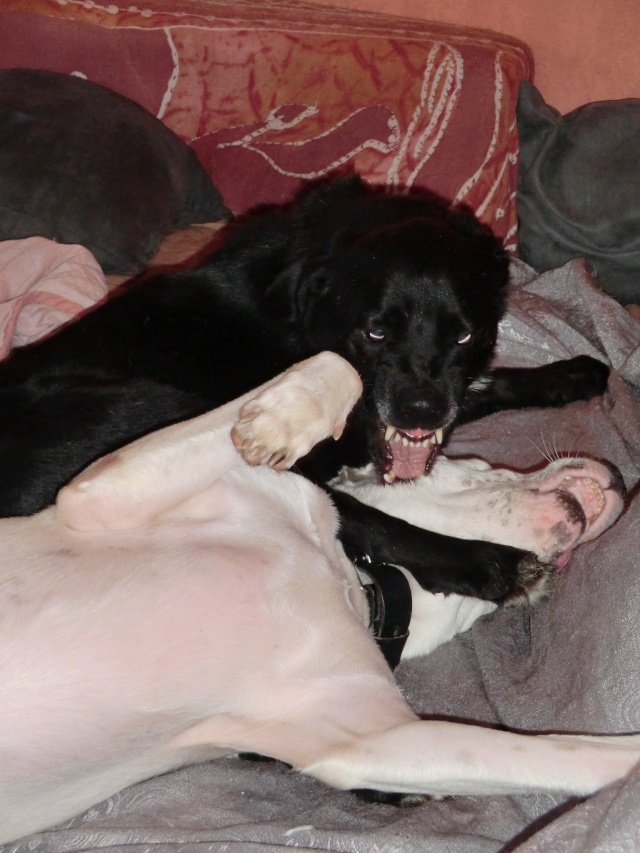 Sheitan - labrador noir - né en 2006 Refuge de Filémon (80) Cimg9614