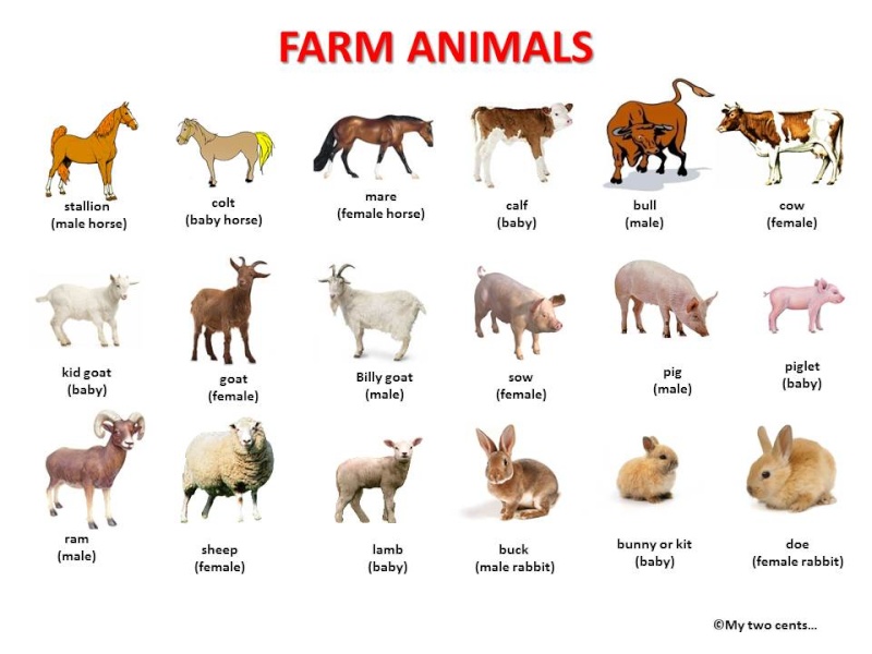 VOCABULARY in pictures - Page 5 Farm-a10
