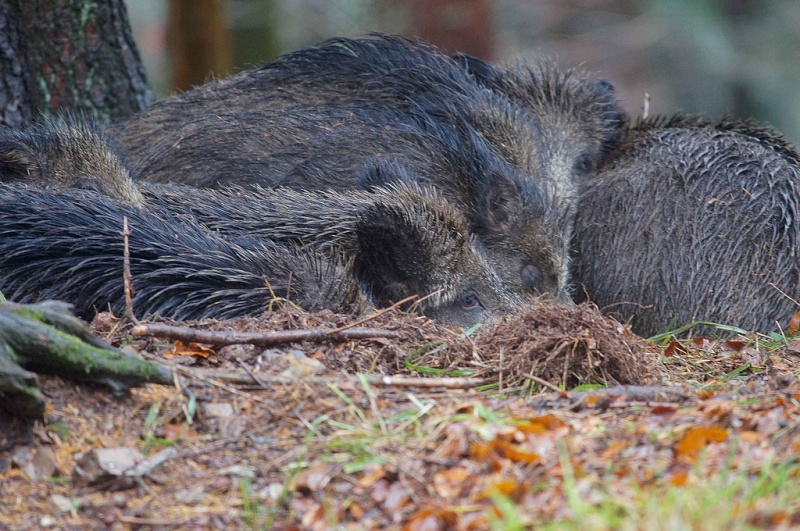 Sous la pluie.. Sieste10