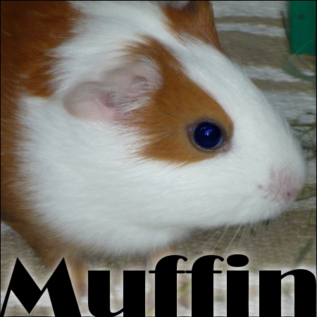 Muffin # Meerschweinchen Muffin12