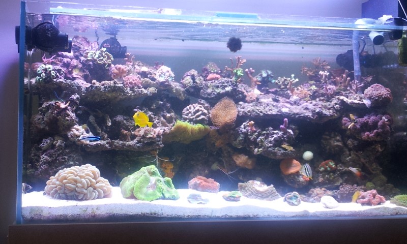 Mon nouvel aquarium "david59" - Page 9 2013-045