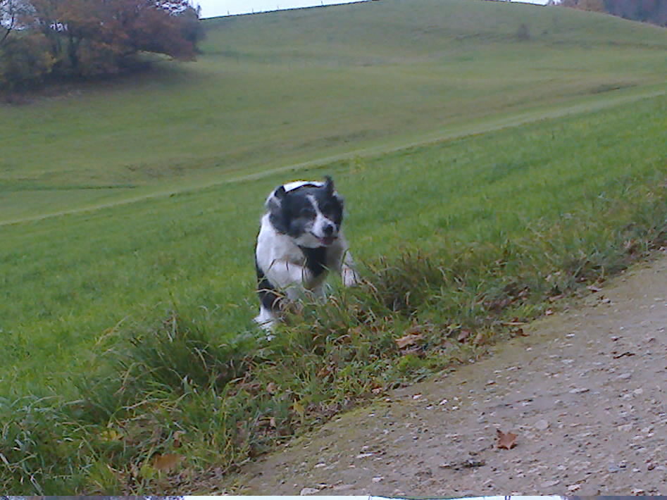 POMMY - femelle, de taille petite à moyenne - née environ en avril 2014 - REMEMBER ME LAND - Adoptée par Céline (Suisse)  - Page 3 Photo445