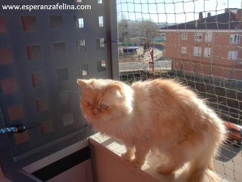 Resumen de ideas para mosquiteras y redes ventanas y balcón para gatos.