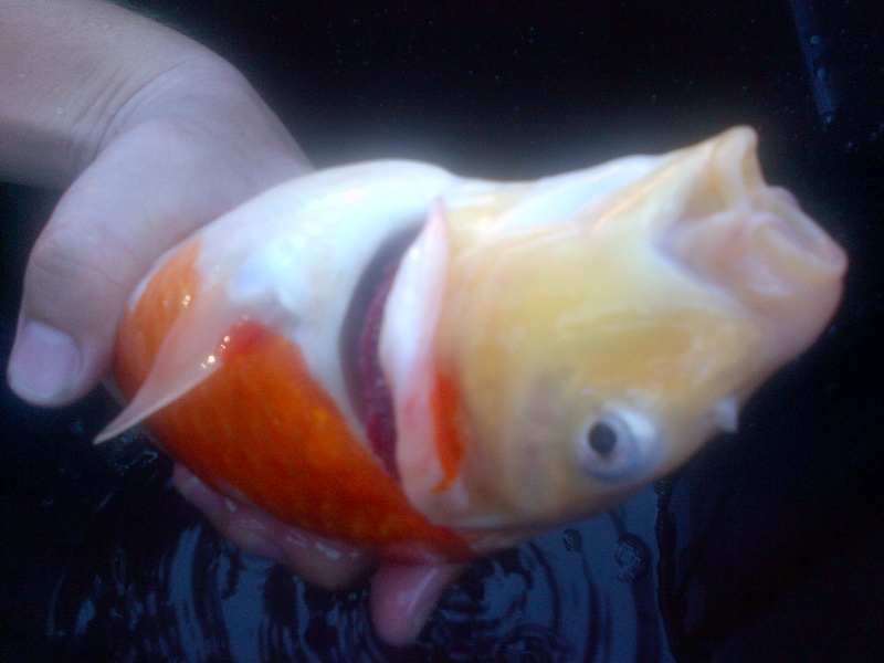 wide open gill covers?????