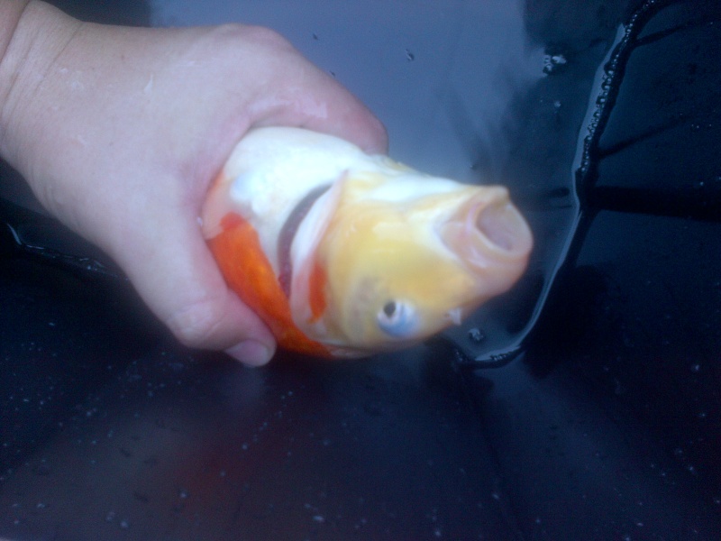wide open gill covers?????