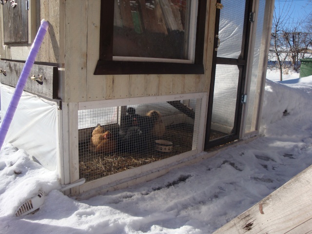 Poulettes Profitant De Lhiver